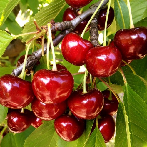 Prunus avium 'Stella' - Magus kirsipuu 'Stella' C6/6L